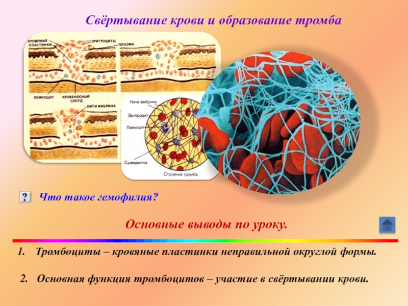 Образование кровяных пластинок