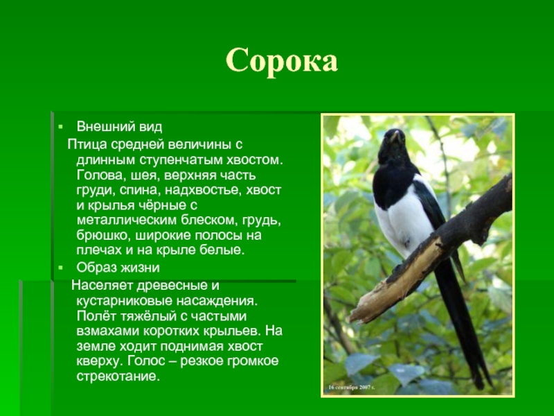 По виду лет сорока. Сорока интересные факты. Факты о Сороке. Сорока обыкновенная. Сообщение о Сороке.