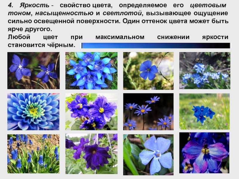 Дайте определение цветка. Свойства цветка. Определение цветов по фото. Цветок определение. Приложение для определения названия растений.