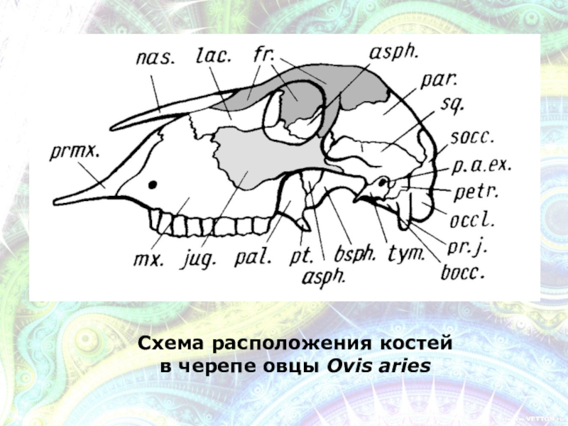 Схема строение черепа млекопитающих