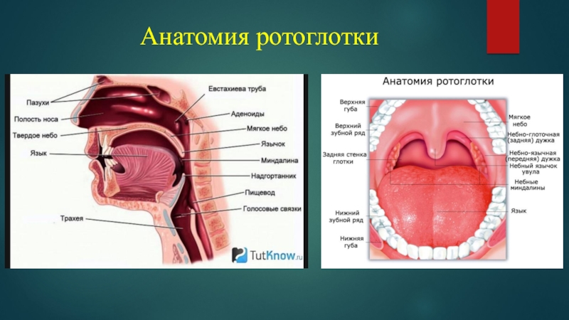 Строение рта и глотки