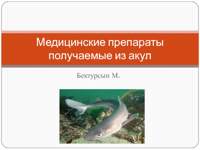 Презентация Медицинские препараты получаемые из акул