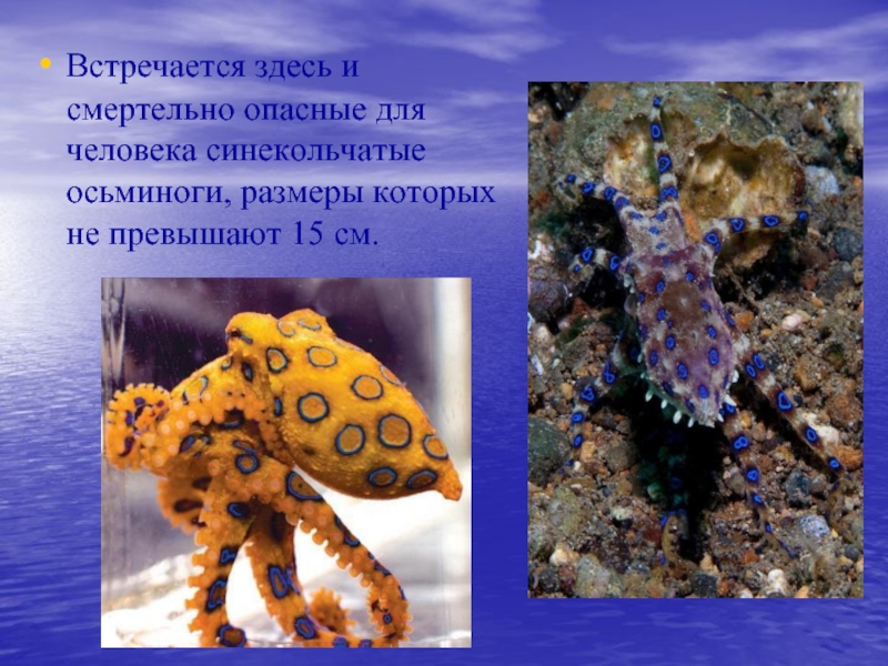 Встречается здесь и смертельно опасные для человека синекольчатые осьминоги, размеры которых не превышают 15 см.