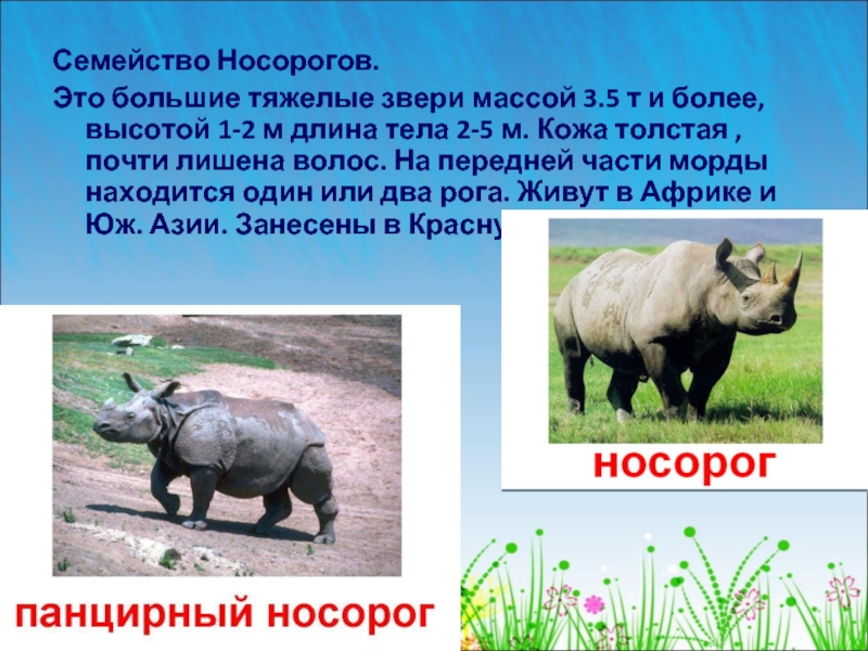 Семейство Носорогов. Это большие тяжелые звери массой 3.5 т и более, высотой 1-2 м длина тела 2-5