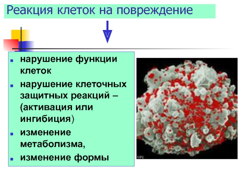 Реакция клеток