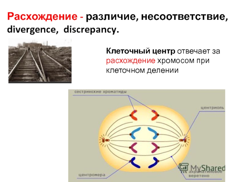 События при делении клетки