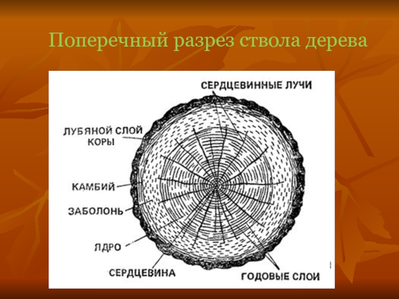 Разрез дерева на чертеже