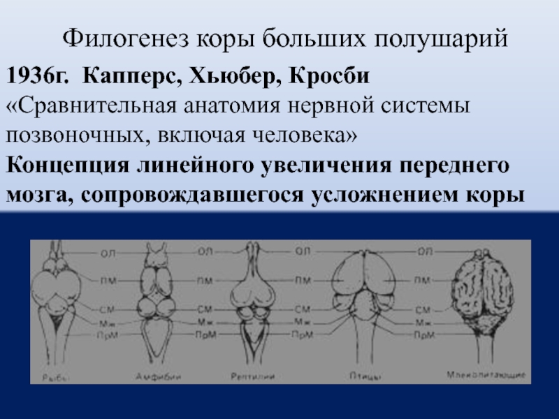 Филогенез коры больших полушарий. Онтогенез коры больших полушарий. Филогенез нервной системы. Филогенез мозга человека.