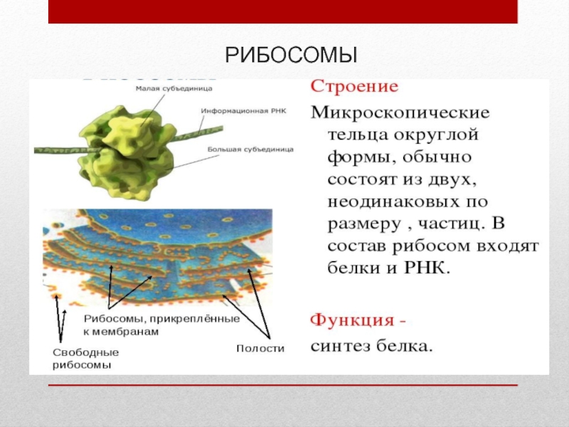 Рибосомы растительной клетки рисунок