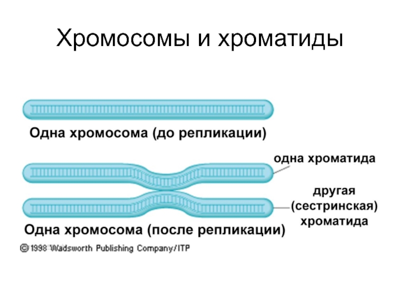 Хроматиды это. Строение хромосомы после репликации ДНК. Хромосома и хроматида. Хроматин хроматиды хромосомы. Двухроматидная хромосома.