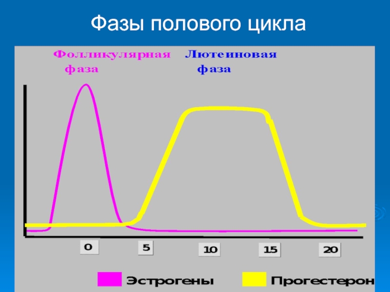 Степень цикла. Стадии полового цикла коровы. Фазы полового цикла у животных. Стадии полового цикла у животных. Регуляция полового цикла у животных.