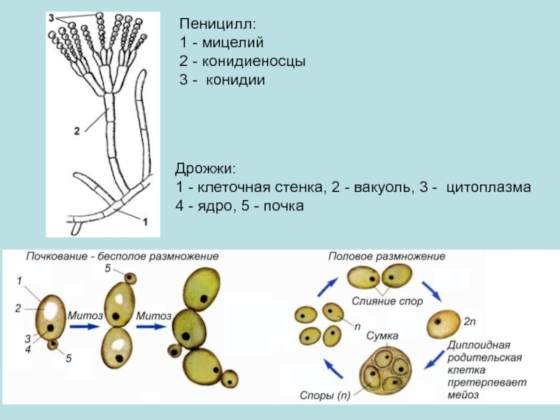 Спора имеет ядро. Клетки грибов пеницилл. Конидии у грибов пеницилл. Строение мицелия пеницилла. Клеточное строение гриба пеницилла.