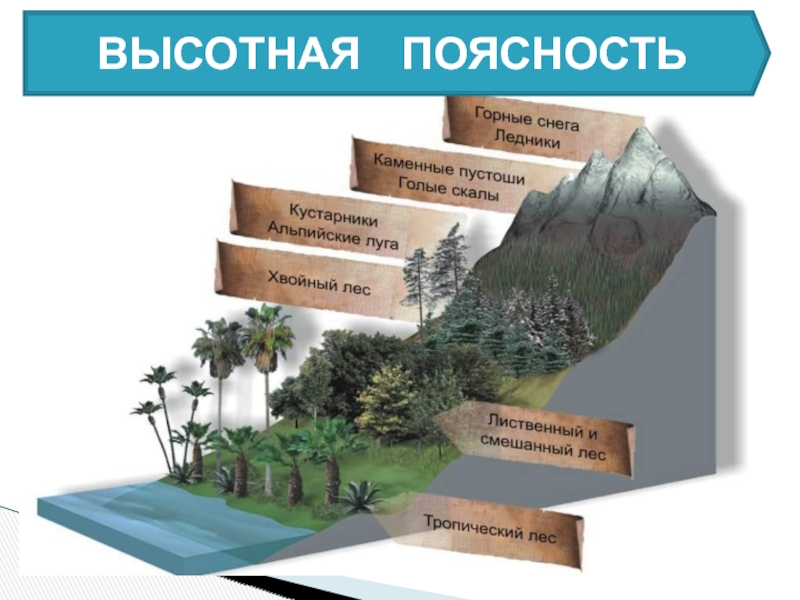 Природная зональность 7 класс. Высотная поясность. Зональность и Высотная поясность. Широтная зональность и Высотная поясность. Высотная поясность географическое положение.