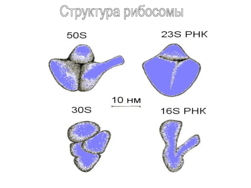 Рибосомы бактерий. 50s 30s рибосома. 23 S рибосома. 40 S рибосомы это. Рис. 23. Строение рибосомы.