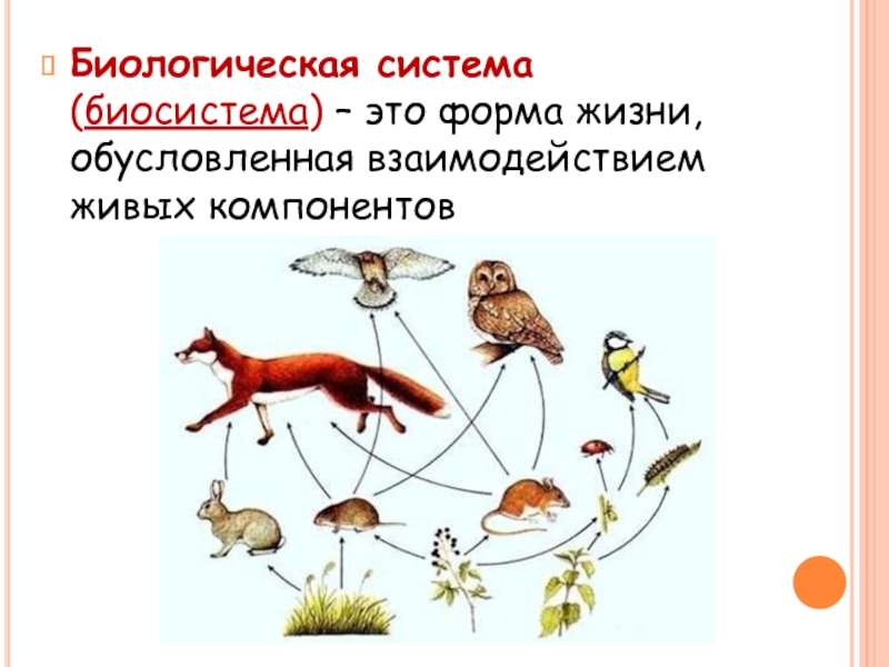 Биология система живой природы. Система это в биологии. Биологические системы и их признаки. Закрытая биологическая система. Жизненные формы живых организмов.