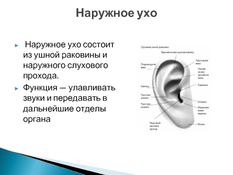 Какое значение уха. Строение ушной раковины наружного уха. Наружное ухо строение и функции анатомия. Наружное ухо ушная раковина функции. Строение наружной слуховой раковины.
