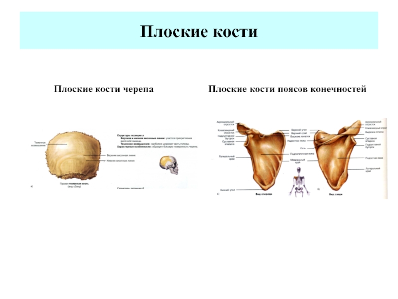 Плоские кости строение. Схема строения плоской кости. Строение плоской кости черепа. Плоская кость строение рисунок. Плоские широкие кости строение.