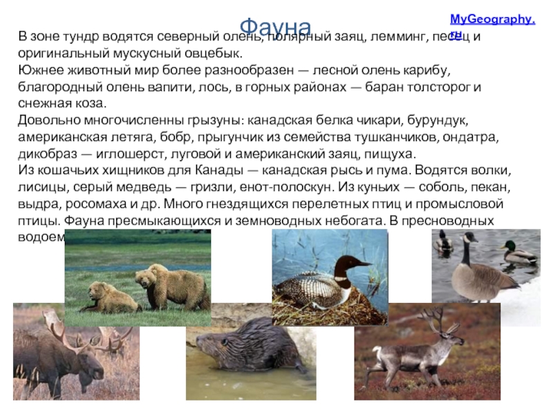 Фауна В зоне тундр водятся северный олень, полярный заяц, лемминг, песец и оригинальный мускусный овцебык. Южнее животный