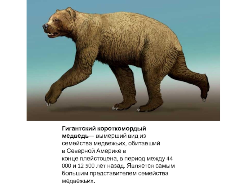 Гигантский короткомордый медведь —  вымерший вид из семейства медвежьих,