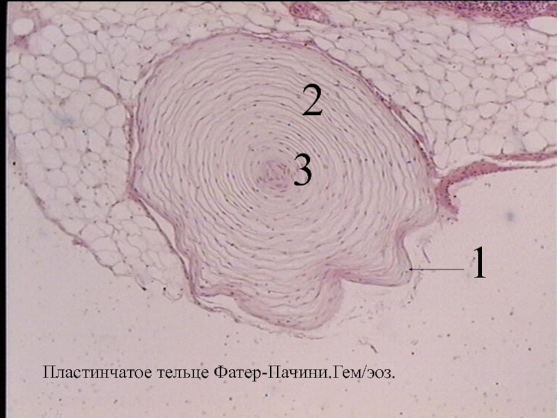 Кожа пальца гистология рисунок