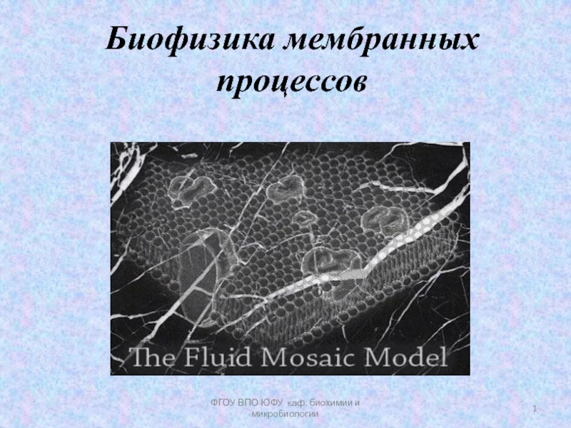 Презентация ФГОУ ВПО ЮФУ каф. биохимии и микробиологии
1
Биофизика мембранных
процессов