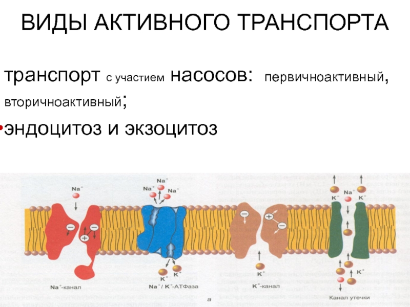 Транспорт веществ через плазматическую мембрану таблица. Транспорт веществ через клеточную мембрану таблица. Механизм активного транспорта. Активный транспорт через биологические мембраны.