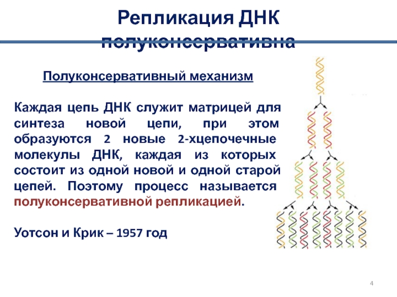 Матрица для процесса репликации