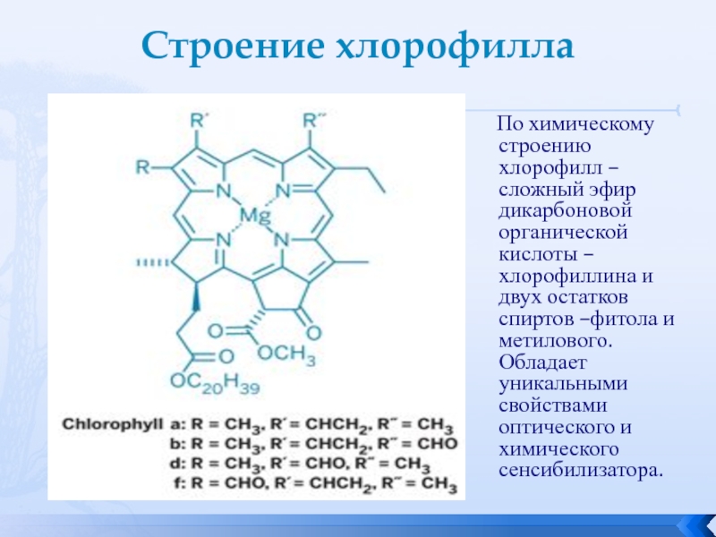 Строения химический состав. Химическая структура хлорофилла. Хлорофилл формула комплекс. Химическое строение хлорофилла. Хлорофилл формула химическая.