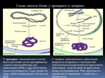 Регуляция синтеза белка