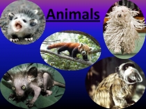 Animals