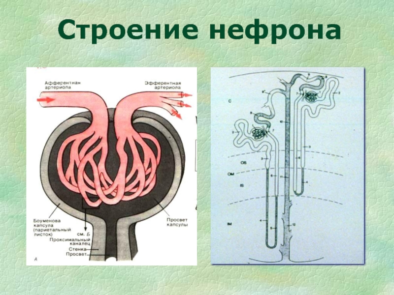 Нефрон почки рисунок