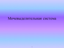 Мочевыделительная система