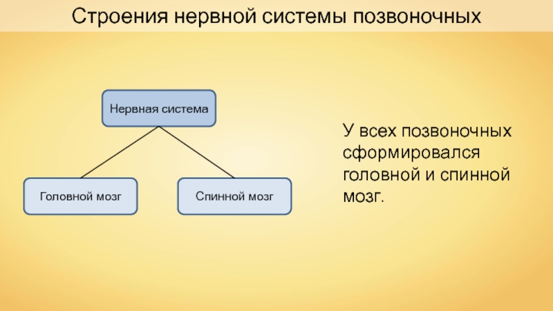 Таблица по биологии нервная система. Нервная система позвоночных. Строение нервной системы позвоночных. Строение нервной системы таблица. Нервная система позвоночных животных схема.