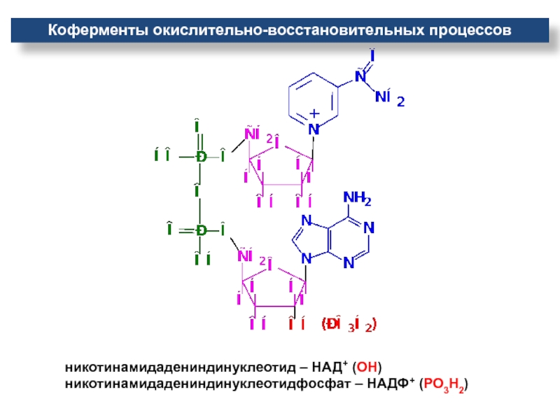 Надф н2. Никотинамид аденин динуклеотид фосфат. Кофермент никотинамидадениндинуклеотид. Никотинамидадениндинуклеотид окисленный. НАДФ 2н.