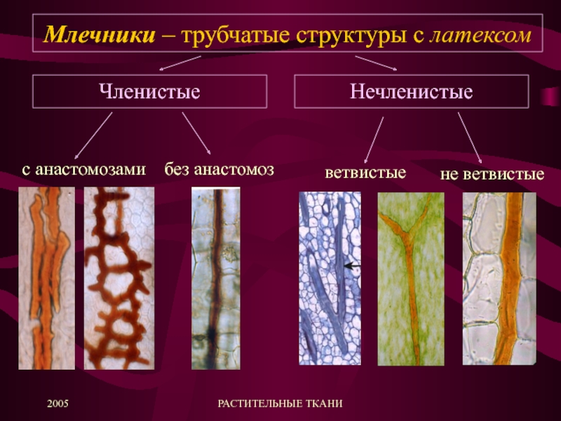 Выделительная ткань растений рисунок