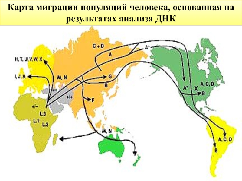 Схема миграции животных