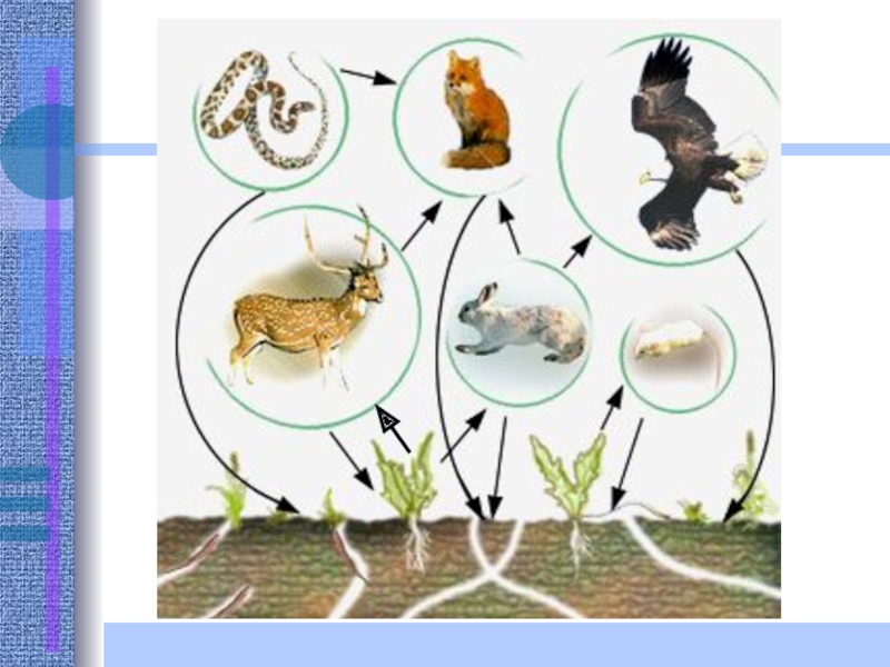 Пищевые связи в экосистеме презентация