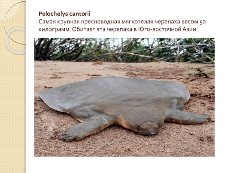 Pelochelys cantorii Самая крупная пресноводная мягкотелая черепаха весом 50 килограмм. Обитает эта черепаха в Юго-восточной Азии.