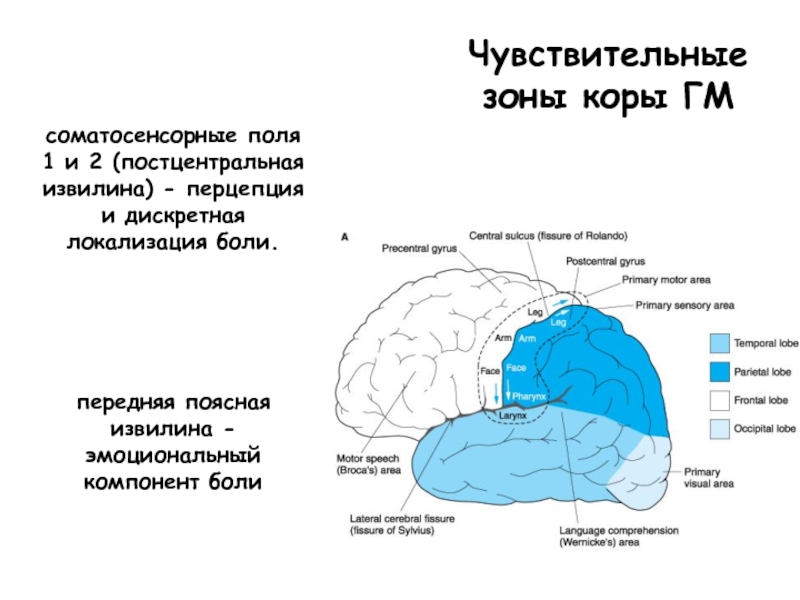 Чувствительные зоны коры больших полушарий. Постцентральная зона коры головного мозга. Нижние отделы постцентральной области коры больших полушарий. Нижние отделы постцентральной извилины.