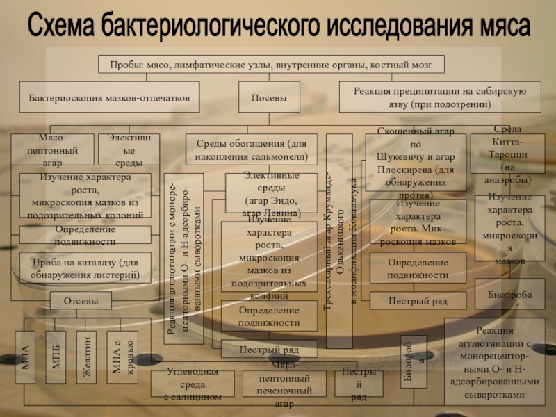 Схема бактериологического исследования