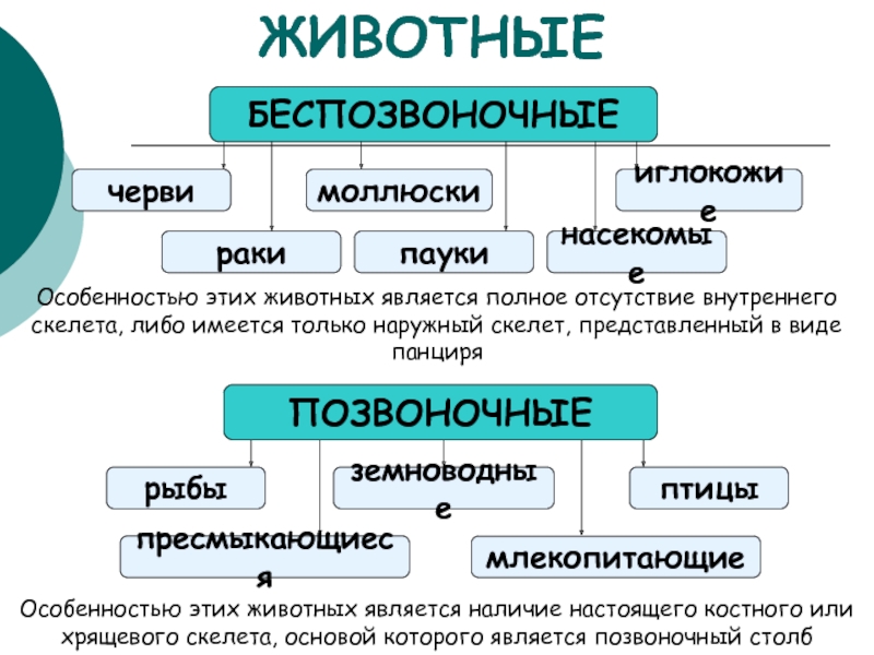 Беспозвоночные животные 7 класс. Беспозвоночные и позвоночные животные таблица. Особенности беспозвоночных животных. Беспозвоночные общая характеристика. Характеристика позвоночных и беспозвоночных животных.