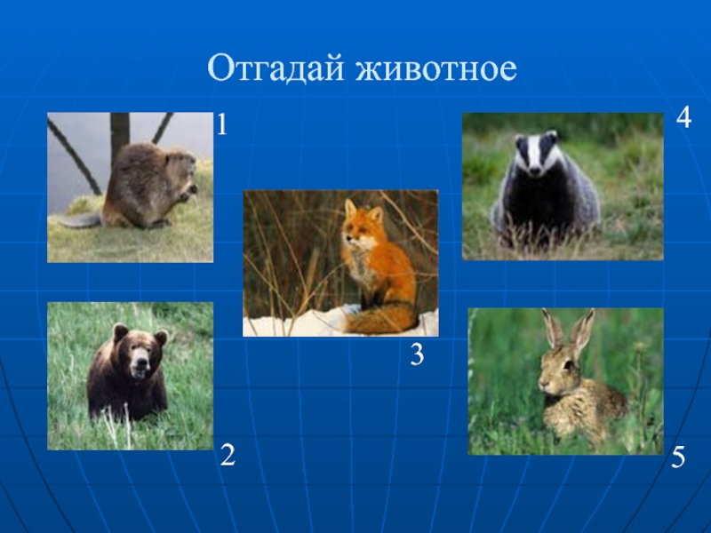 Отгадай животное. Отгадай животное по описанию. Угадай животное 1 класс. Фото Угадай о животных.