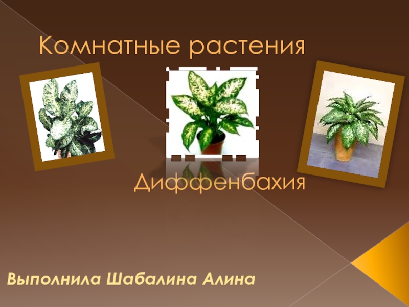 Комнатные растения Диффенбахия