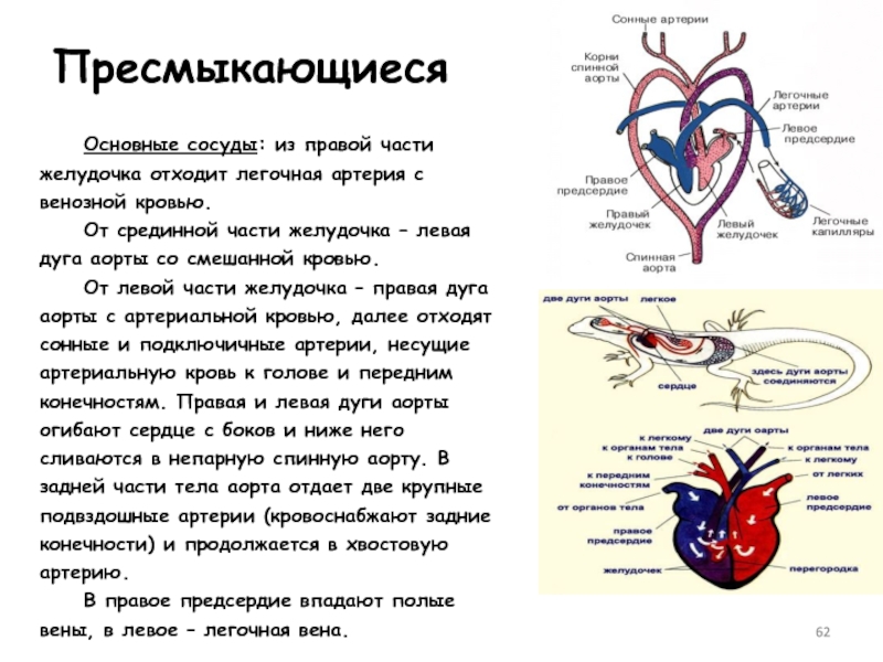 Какой процесс изображен на рисунке превращение венозной крови в артериальную