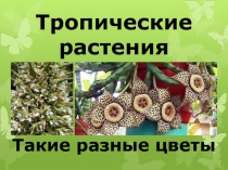 Тропические растения. Такие разные цветы