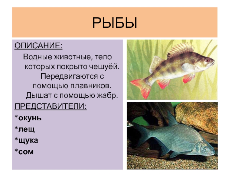 Рыбы описание для детей. Описание рыбы. Животные тело которых покрыто чешуей это. Рыбы тело которых покрыто чешуёй. Водные животные тело покрыто чешуей.