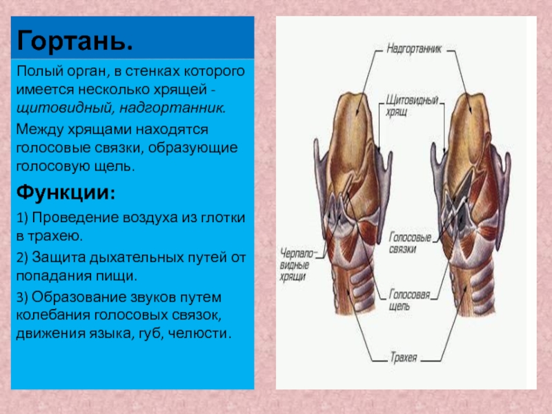 Функции гортани. Гортань и надгортанник строение и функции. Хрящ надгортанник функции.