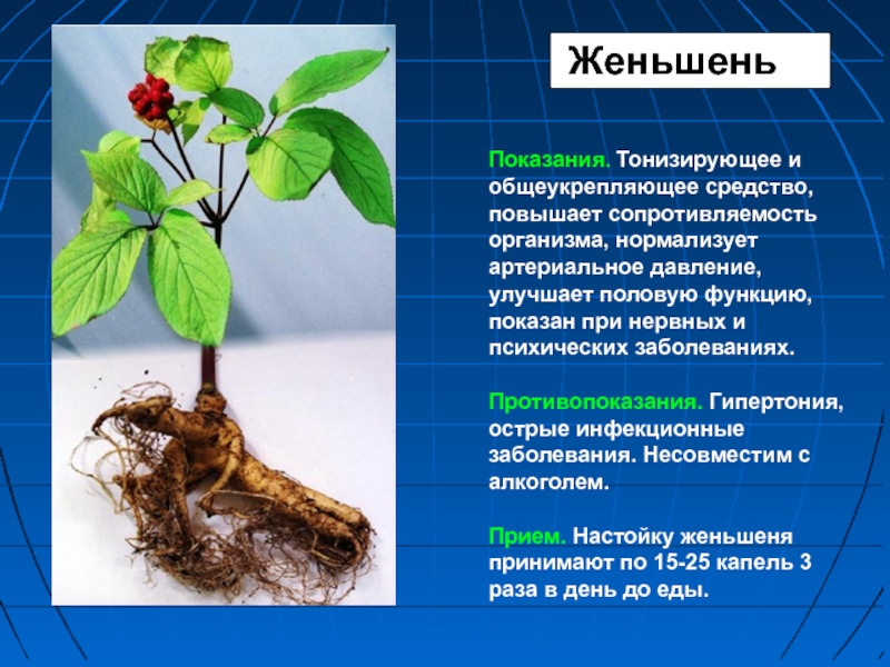 Женьшень для чего. Женьшень. Женьшень показания. Женьшень при нервных расстройствах. Веществом повышающим сопротивляемость организма.