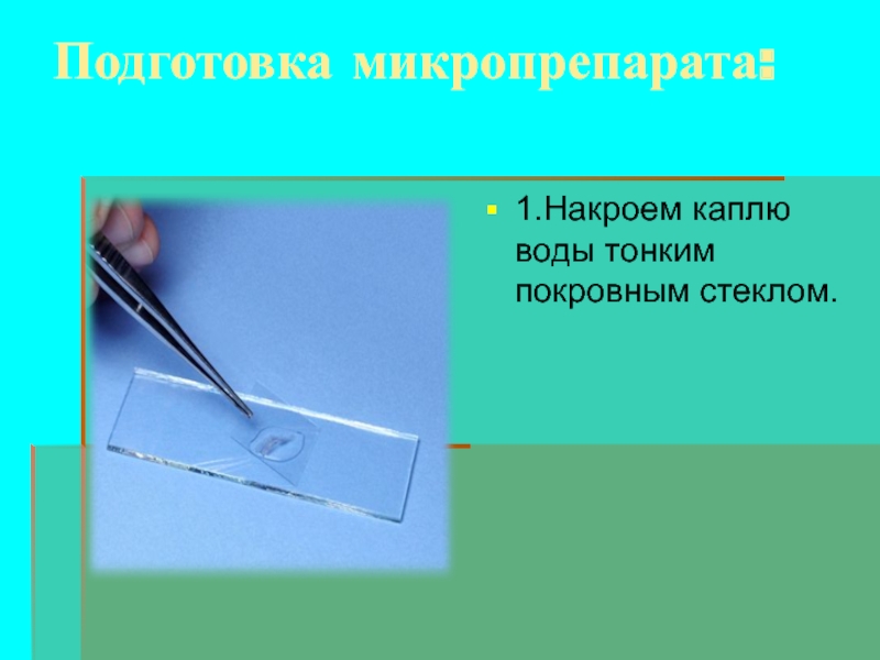 Почему важно накрыть препарат покровным стеклом именно так как показано на рисунке