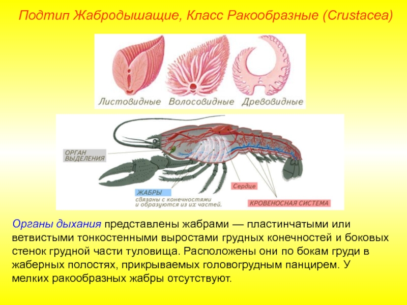 Тип членистоногие класс ракообразные презентация 7 класс